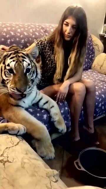 人工智慧美女與老虎的奇幻旅程