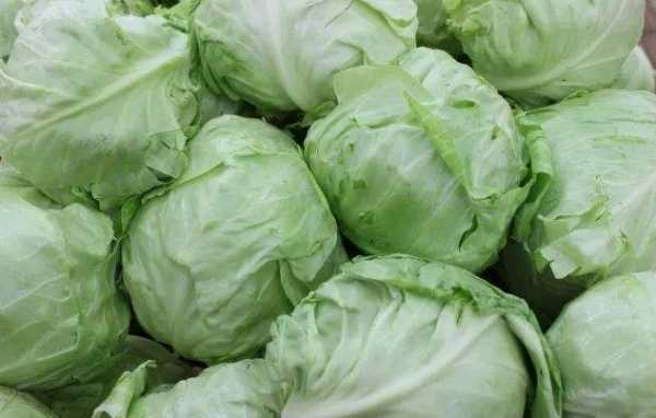 人工智能卷心菜整理内容的秘诀大公开