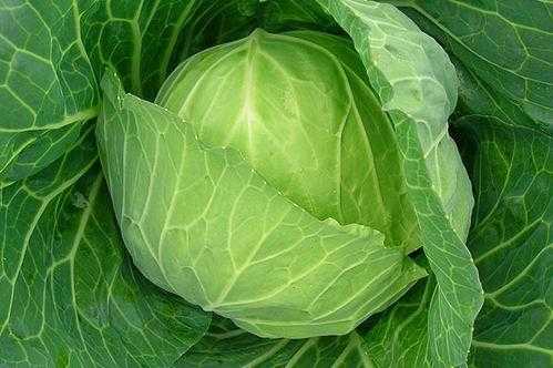 人工智能卷心菜整理内容的秘诀大公开