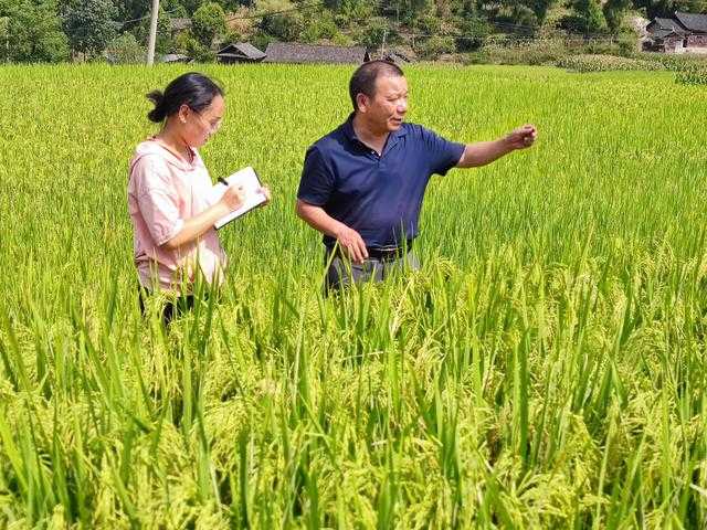 从“眼看手摸”到“天眼地算”：粮食估产技术让咱农民心里更有谱儿了-第1张图片-正海烽科技 - 领先的只能推广行业，智能制造解决方案提供商