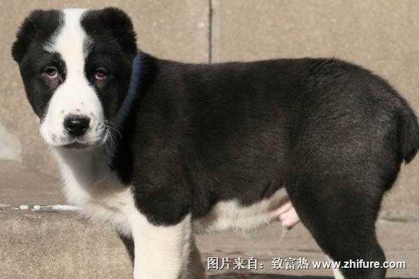 从养貂到养狗，这个山东村庄靠“狗养殖技术”年入上亿，诀窍到底是啥？