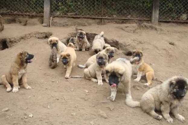 从养貂到养狗，这个山东村庄靠“狗养殖技术”年入上亿，诀窍到底是啥？