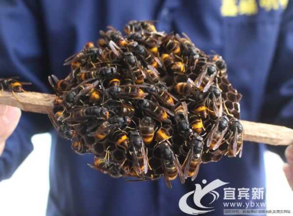 从捅马蜂窝到养马蜂：这门技术让危险变黄金