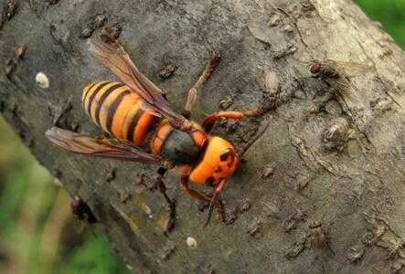 从捅马蜂窝到养马蜂：这门技术让危险变黄金