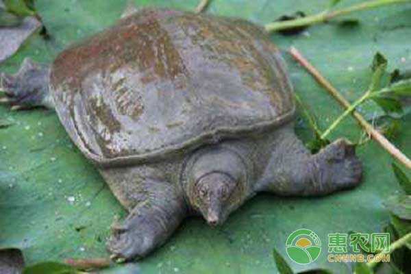 从深海间谍到医疗革命：电甲鱼技术如何改变我们的未来