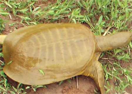 从深海间谍到医疗革命：电甲鱼技术如何改变我们的未来