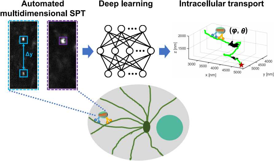 从神秘黑箱到透明引擎：看懂2026年AI原理的演进之路