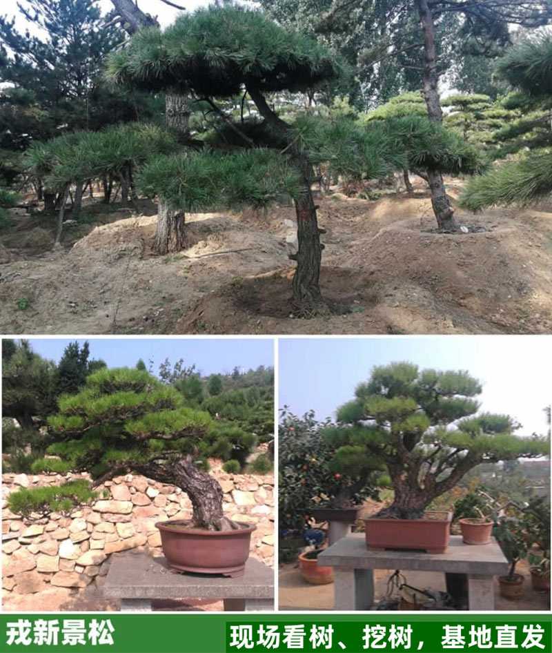 从育苗到造景：黑松培植全攻略-第1张图片-正海烽科技 - 领先的只能推广行业，智能制造解决方案提供商