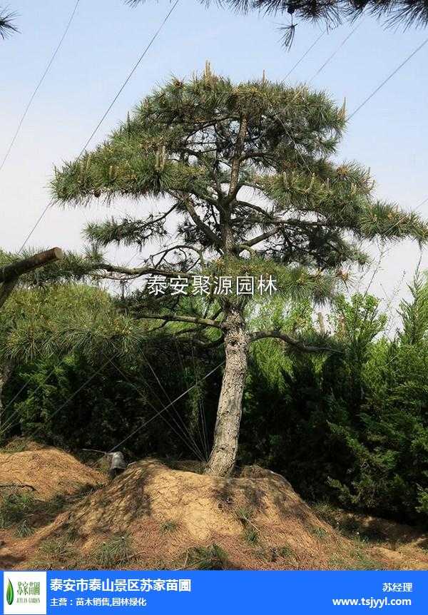 从育苗到造景：黑松培植全攻略-第2张图片-正海烽科技 - 领先的只能推广行业，智能制造解决方案提供商