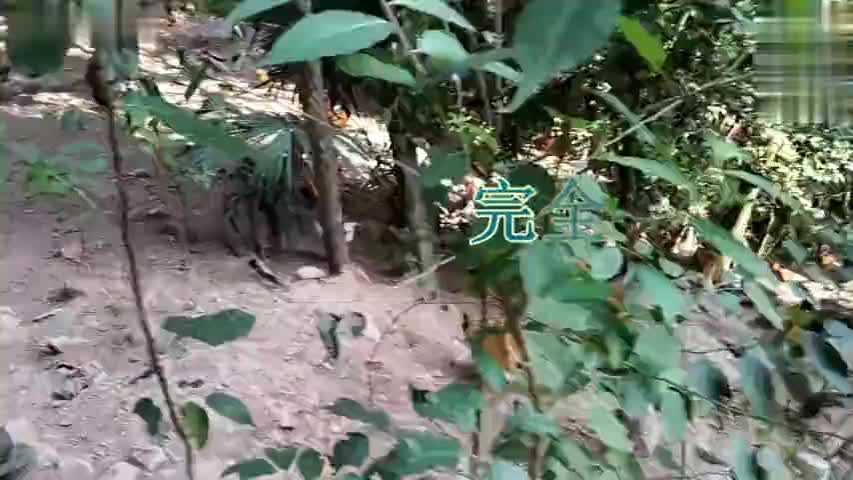 从视频到实践:掌握放养土鸡核心技术 从视频到实践:掌握放养土鸡核心技术