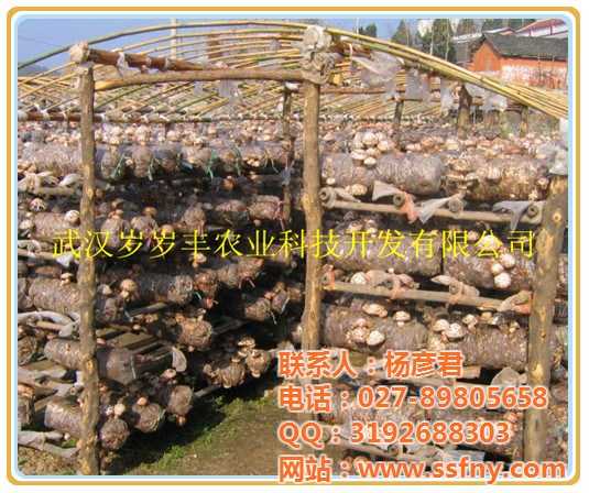 从零开始种蘑菇：手把手教你掌握食用菌栽培的窍门