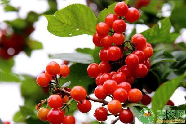 从露天靠天吃饭到温室四季生金：樱桃种植的科技革命