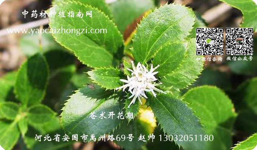 仓术种植技术的门道与心得分享