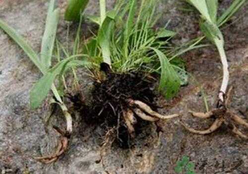 佛手入肥技术的农家秘籍：让土地焕发新生机-第1张图片-正海烽科技 - 领先的只能推广行业，智能制造解决方案提供商