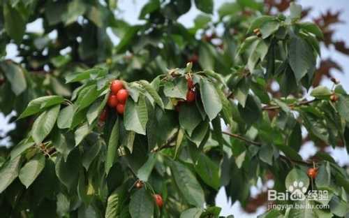 佛手入肥技术的农家秘籍：让土地焕发新生机-第2张图片-正海烽科技 - 领先的只能推广行业，智能制造解决方案提供商