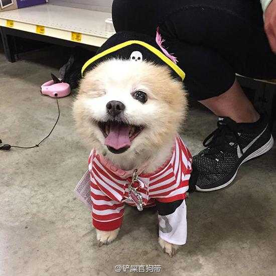 你家狗子也能当超模？AI狗狗换装全攻略，零基础秒变大片