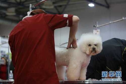你家狗子也能当超模？AI狗狗换装全攻略，零基础秒变大片