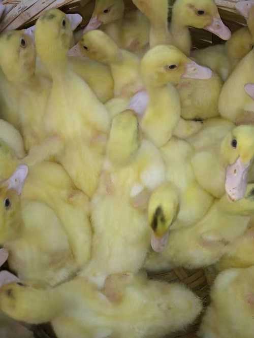 保山银鱼养殖经：从小水花到银满仓的本地化秘诀