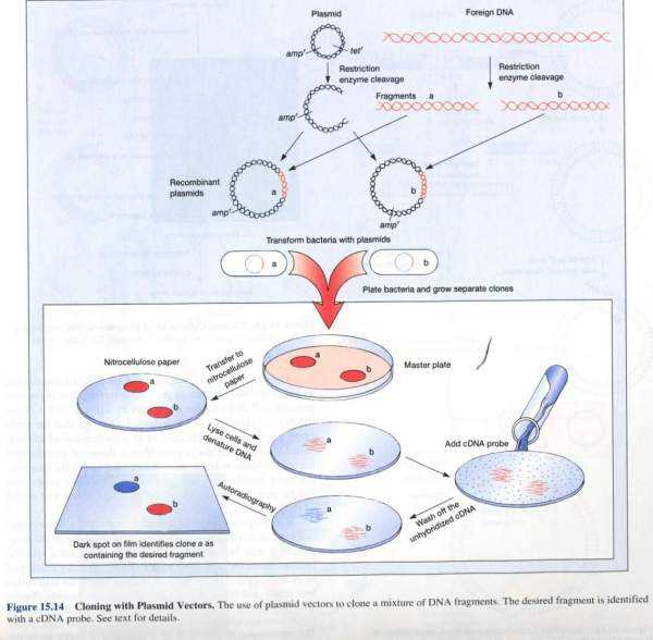 克隆技术的前景与隐忧：人类该如何抉择？