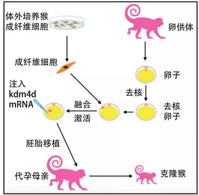克隆技术的前景与隐忧：人类该如何抉择？