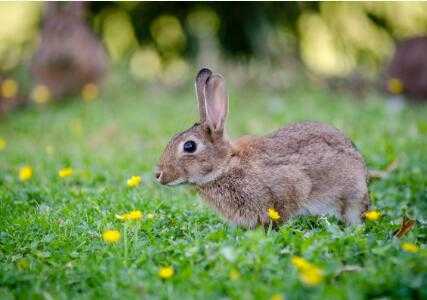 兔子养殖技术全攻略，手把手教你养出健康胖兔