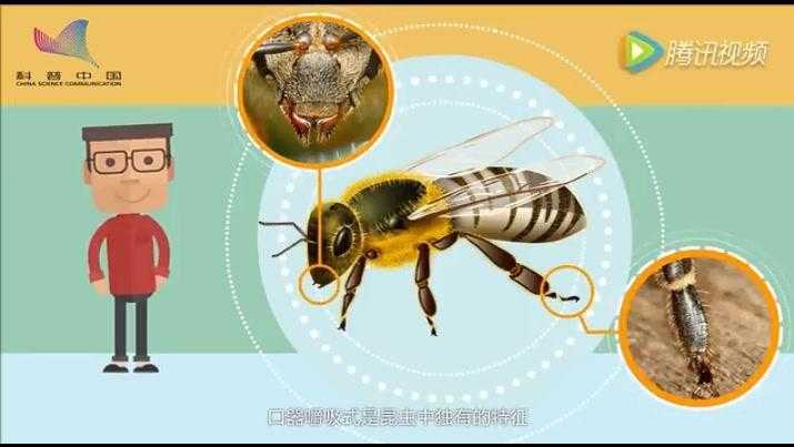 免费蜜蜂养殖技术视频精华整理与实战心得分享