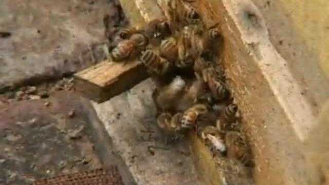 免费蜜蜂养殖技术视频精华整理与实战心得分享