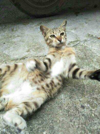 公猫生态养殖：打造健康快乐的猫生环境-第1张图片-正海烽科技 - 领先的只能推广行业，智能制造解决方案提供商