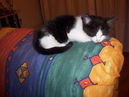 公猫绝育的那些事儿，你都了解清楚了吗？