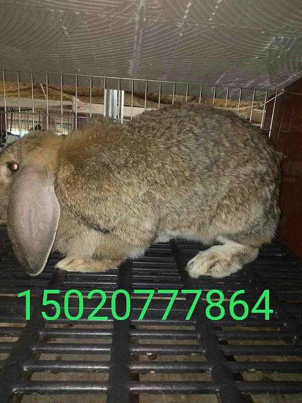 公羊兔养殖秘籍：从选种到出栏的全流程指南