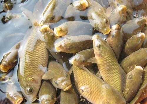 共生鱼种菜技术：鱼肥菜鲜的绿色魔法