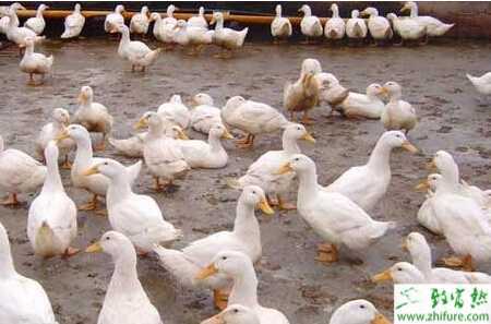 养养鸭技术的那些门道，俺给你唠唠