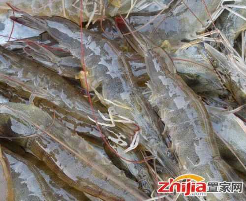 养南美白对虾技术从入门到精通的实战宝典 养南美白对虾技术从入门到精通的实战宝典