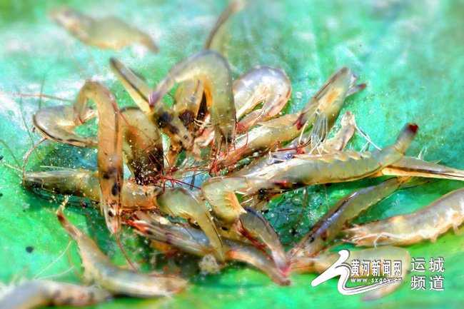 养南美白对虾技术从入门到精通的实战宝典 养南美白对虾技术从入门到精通的实战宝典