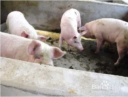 养好母猪从入门到精通的全套技术路线