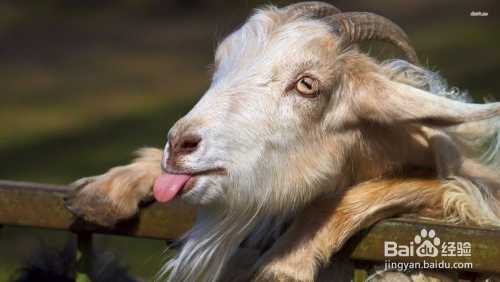 养山羊技术视频哪家强？老养殖户带你挑干货避坑-第2张图片-正海烽科技 - 领先的只能推广行业，智能制造解决方案提供商