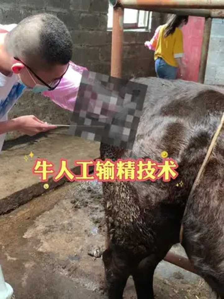 养牛人的福音：掌握这些技巧，让奶牛配种不再靠运气