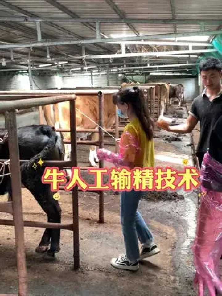 养牛人的福音：掌握这些技巧，让奶牛配种不再靠运气