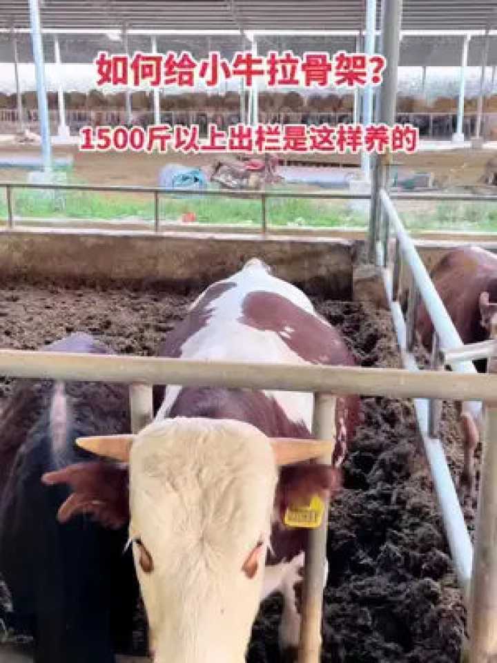 养牛技术哪里学？老农掏心窝子分享门道