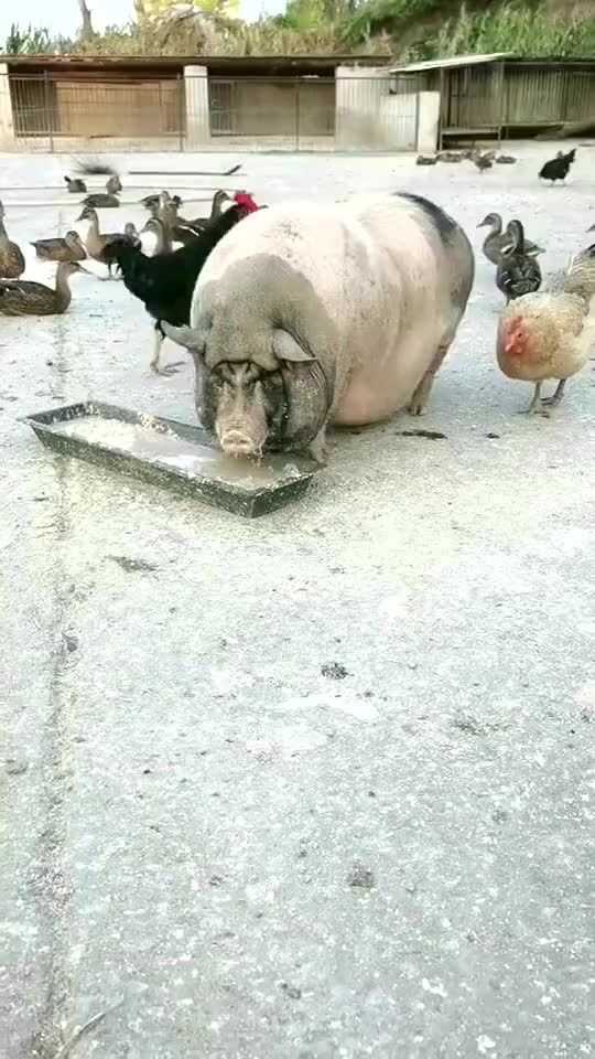 养猪老把式的新章法，这样养效益才蹭蹭涨