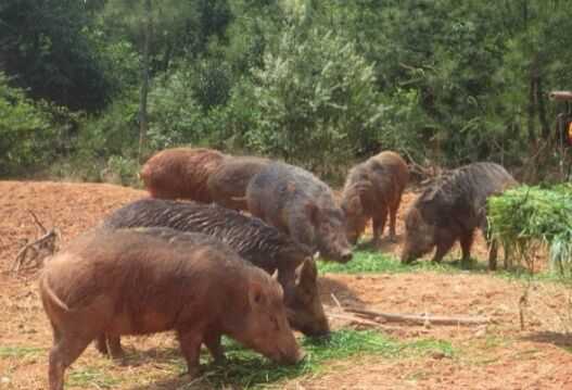 养猪老把式的新章法，这样养效益才蹭蹭涨