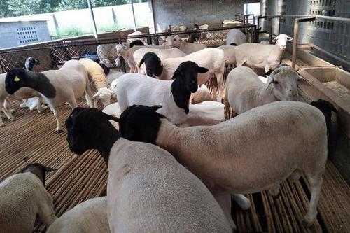 养羊有道：技术革新与精细管理助你走上致富路