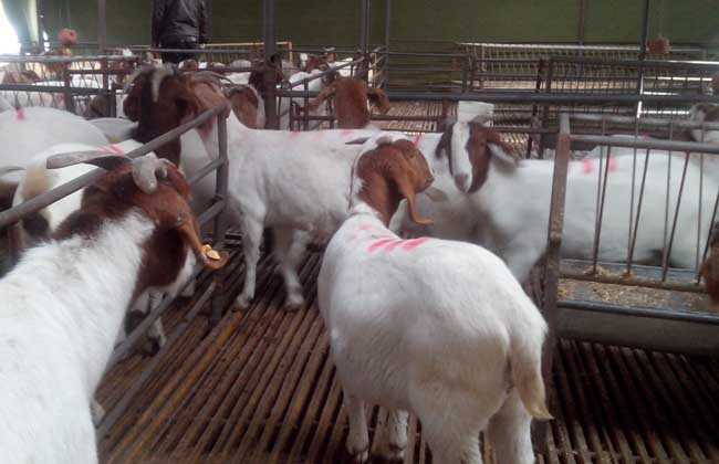 养羊需要哪些技术？老羊倌儿掏心窝子分享实战经