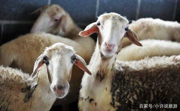 养羊需要哪些技术？老羊倌儿掏心窝子分享实战经