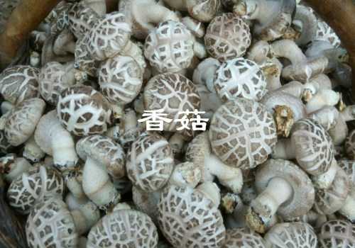 养蘑菇这点事儿，说难不难，说简单也不简单-第2张图片-正海烽科技 - 领先的只能推广行业，智能制造解决方案提供商