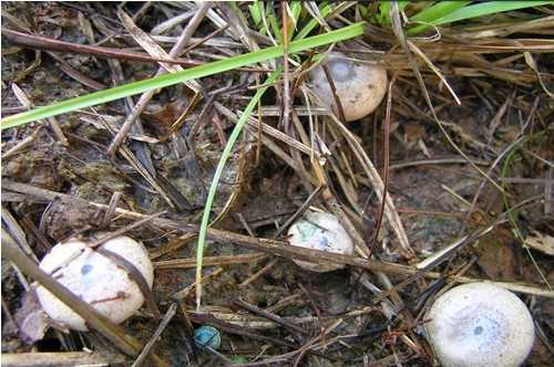 养蘑菇这点事儿，说难不难，说简单也不简单-第1张图片-正海烽科技 - 领先的只能推广行业，智能制造解决方案提供商