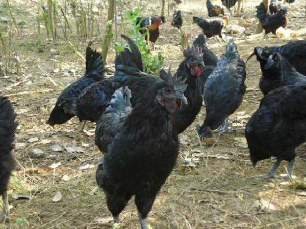 养蛋鸡的技术宝典：从入门到精通