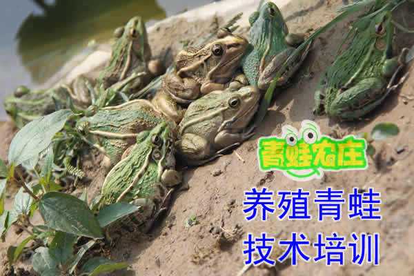 养蛙致富路，这些“秘籍”得备好