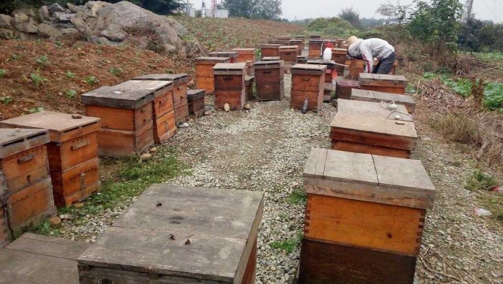 养蜂路上不迷航 秘诀视频帮你忙