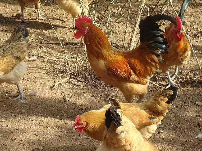 养鸡技术培训班，教你从“门外汉”到养鸡能手